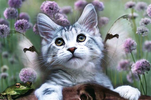 Poster - Dreaming cat